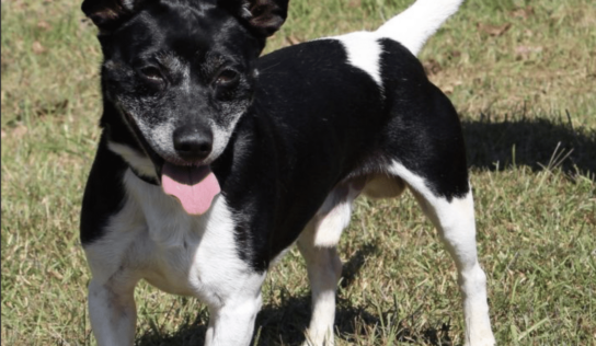 PAHS Pet of the Week is Lester